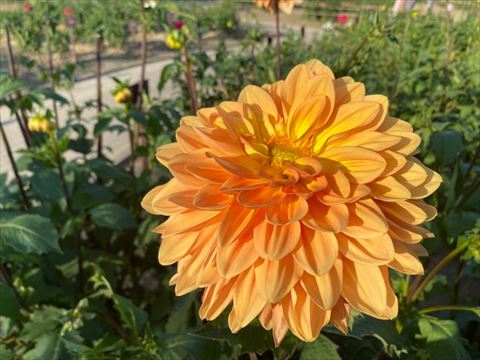 10月の動画( *´艸`)